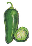 Probably the most flrequently used and most available chili, jalapeño peppers are picked green commercially. If ripened until they're red they're even hotter. This firm, compact chili is easy to chop up and use in dishes that call for some heat.